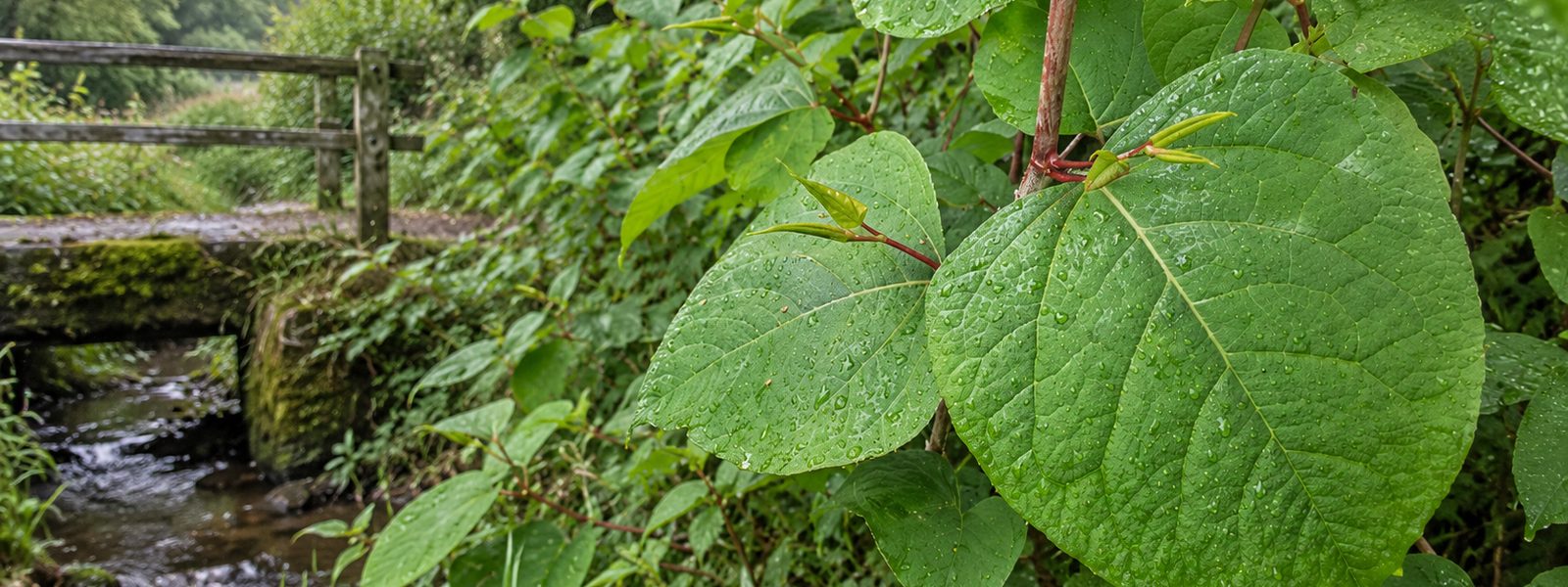 Japanese Knotweed Removal in the South West